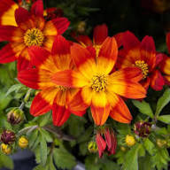 Red Yellow Bidens Flower Seeds for Planting Heirloom Non-GMO High Germination Organic Garden Seeds