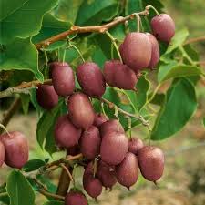 Scarlet Kiwi Fruit Seeds for Planting – Exotic Red-Fleshed Kiwi, Berry-Like Taste, Heirloom, Non-GMO Organic Garden Seeds