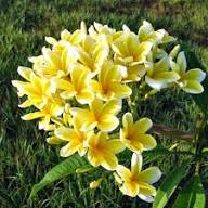 Plumeria Flower Seeds White Yellow – Heirloom Non-GMO High Germination Organic Garden Seeds for Planting Seeds for Planting