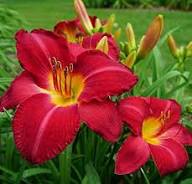Red Yellow Hemerocallis Flower Seeds – Heirloom Non-GMO High Germination Seeds