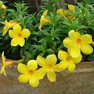 Yellow Allamanda Flowers Seeds – Heirloom, Non-GMO, High Germination