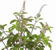 Green Holy Basil Plant Seeds Heirloom Non-GMO High Germination Organic Garden Seeds for Planting