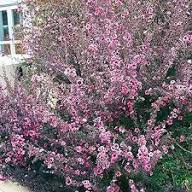 Leptospermum Flower Seeds Pink – Seeds for Planting, Heirloom, Non-GMO, High Germination Organic Garden Seeds