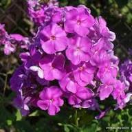 Semillas de Flor Phlox Púrpura Gigante – Cimarrón, No OGM, Semillas Orgánicas de Alta Germinación para Jardín