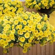 Yellow Hanging Petunia Flower Seeds – Heirloom, Non-GMO, High Germination Organic Garden Seeds for Planting