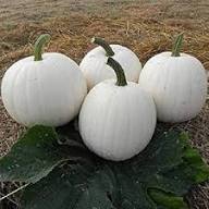 Pumpkin Seeds – Heirloom, Non-GMO, High Germination Organic Garden Seeds