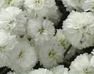 Weiße Schafgarbe Ballerina Blumensamen – Alte Sorte, gentechnikfrei, hohe Keimfähigkeit, Bio-Gartensamen zum Pflanzen