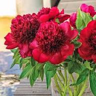 Red Paeoniflorum Flower Seeds – Heirloom, Non-GMO, High Germination Organic Garden Seeds for Planting