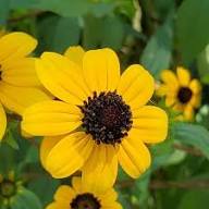 Rudbeckia Triloba Flower Seeds for Planting – Heirloom, Non-GMO, High Germination Organic Garden Seeds