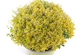 Thymian-Samen, gelb, alte Sorte, gentechnikfrei, hohe Keimrate, Bio-Gartensamen