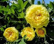 Peony Flower Seeds Yellow – Heirloom, Non-GMO, High Germination Seeds