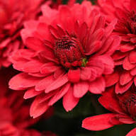 Rare Red Chrysanthemum Flower Seeds Heirloom Non-GMO High Germination Organic Garden Seeds for Planting
