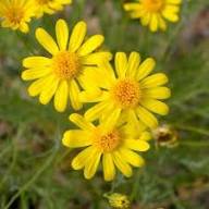 Yellow Thymophylla Flower Seeds Heirloom Non-GMO High Germination Organic Garden Seeds