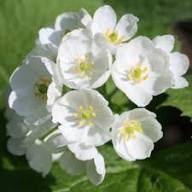 Skeleton Flower White Seeds – Heirloom, Non-GMO, High Germination Organic Garden Seeds
