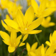 Yellow Zephyranthes Flower Seeds – Heirloom Non-GMO High Germination Organic Garden Seeds