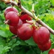 Hinnomaki Red Gooseberry Fruit Seeds for Planting Heirloom Non-GMO High Germination Organic Garden Seeds