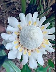 White Etlingera Flower Seeds Heirloom Non-GMO High Germination Organic Garden Seeds for Planting