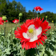 Red White Somniferum Flower Seeds for Planting – Heirloom Non-GMO High Germination Organic Garden Seeds