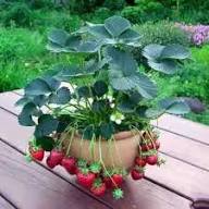 Giant Strawberry Fruit Seeds for Planting – Heirloom Non-GMO High Germination Organic Garden Seeds