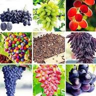Grape Seeds Mixed Heirloom Non-GMO High Germination Organic Garden Seeds for Planting