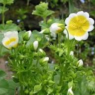 Limnanthes Flower Seeds White Yellow – Heirloom Non-GMO High Germination