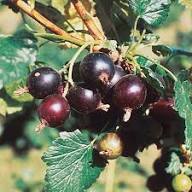Jostaberry Seeds Heirloom Non-GMO High Germination Organic Garden Seeds for Planting
