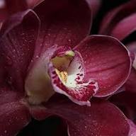 Red Cypripedium Flower Seeds for Planting – Heirloom Non-GMO High Germination Seeds