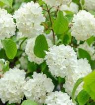 White Viburnum Flower Seeds – Heirloom, Non-GMO, High Germination Organic Seeds