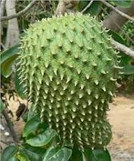 Giant Soursop Fruit Seeds for Planting – Heirloom, Non-GMO, High Germination Organic Garden Seeds