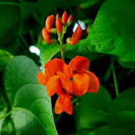 Pole Bean Flower Seeds Heirloom Non-GMO High Germination Organic Garden Seeds for Planting