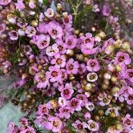 Wax Flower Seeds – Heirloom Non-GMO High Germination Organic Garden Seeds for Planting