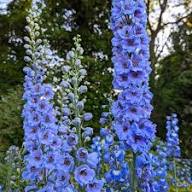 Violet Larkspur Flower Seeds – Heirloom Non-GMO High Germination Organic Garden Seeds