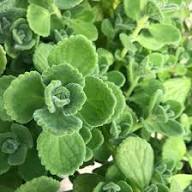 Green Oregano Cuban Plant Seeds Heirloom Non-GMO High Germination Organic Garden Seeds for Planting