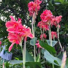 Semillas de flor Elwyn Canna Rosa – Variedad cimera, no modificadas genéticamente, de alta germinación, para huerto ecológico