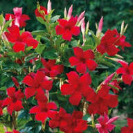Sanderi Flower Seeds – Heirloom Non-GMO High Germination Organic Garden Seeds