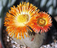 Pleiospilos Nelii Flower Seeds – Heirloom, Non-GMO, High Germination Organic Garden Seeds for Planting Seeds for Planting
