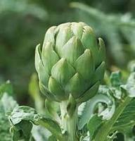 Artichoke Green Seeds – Heirloom Non-GMO High Germination Organic Garden Seeds