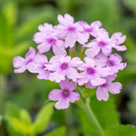 Verbena Flower Seeds White Pink – Heirloom, Non-GMO, High Germination Organic Seeds