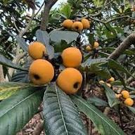 Loquat Seeds Organic Heirloom Non-GMO High Germination Organic Garden Seeds for Planting