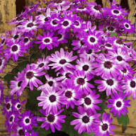 Semillas de flores Senetti Pericallis rosa y blanca para plantar – Semillas de jardín orgánicas, de reliquia, sin OMG, de alta germinación