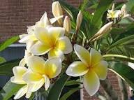Plumeria Flower Seeds Green White – Heirloom, Non-GMO, High Germination Organic Garden Seeds for Planting Seeds for Planting