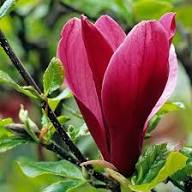 Semillas de flor de Yulan granate – Semillas de huerto orgánicas tradicionales sin OMG para plantar