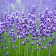 Purple Lavender Flower Seeds for Planting – Heirloom, Non-GMO, High Germination