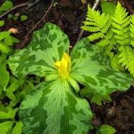 Yellow Trillium Luteum Flower Seeds Heirloom Non-GMO High Germination Organic Garden Seeds
