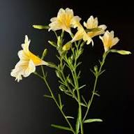 White Yellow Salpiglossis Flower Seeds – Heirloom Non-GMO High Germination Organic Garden Seeds