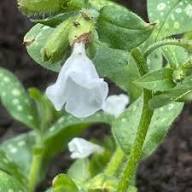 White Sissinghurst Flower Seeds Heirloom Non-GMO High Germination Organic Garden Seeds for Planting