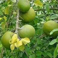 Aegle Marmelos Baelbaum Samen Erbstück gentechnikfrei hohe Keimfähigkeit Bio Garten Samen zum Pflanzen