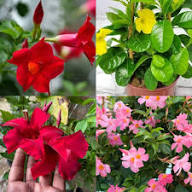 Mixed Dipladenia Sanderi Flower Seeds – Heirloom Non-GMO High Germination Seeds