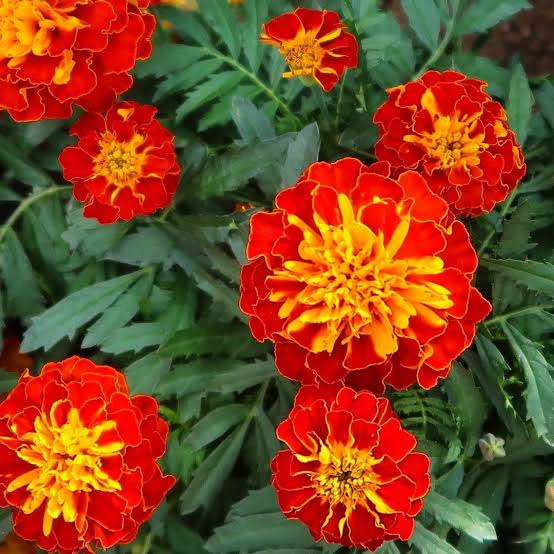 French Marigold seeds for planting growing vibrant heirloom non-GMO garden flowers naturally in home gardens