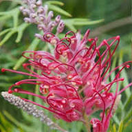 Rote Grevillea Blumensamen – Alte Sorte, gentechnikfrei, hohe Keimungsrate